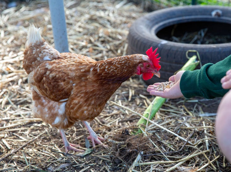 A chicken eating food from a students palm.